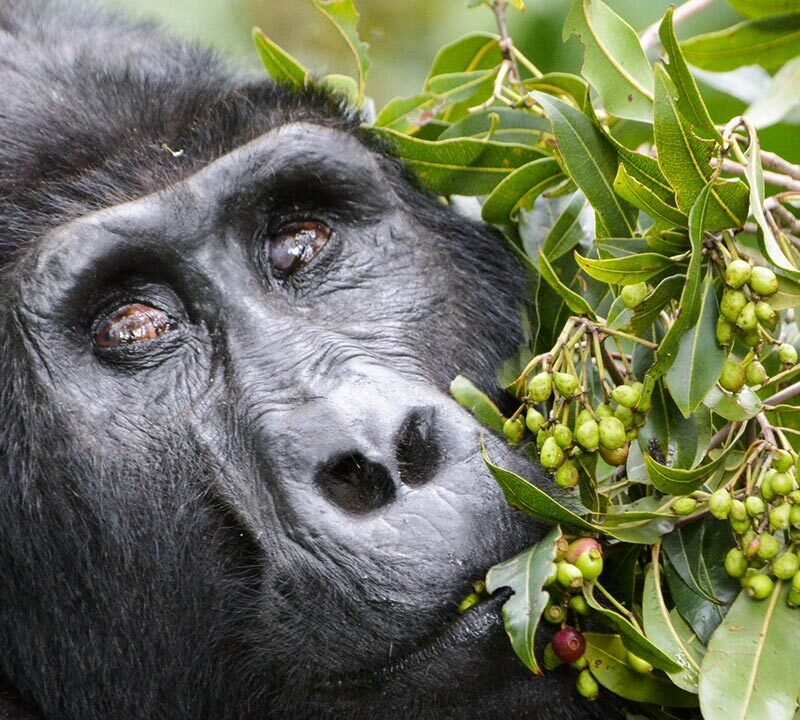 Adult Female Gorilla