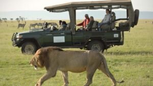 Watching the Lion at a Safari